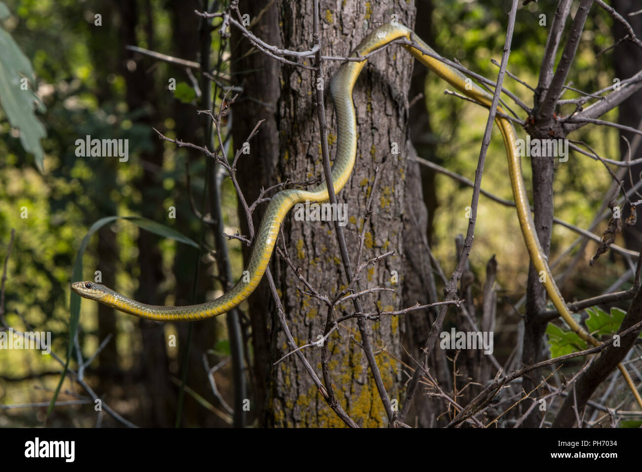 Eastern Yellow-bellied Racer (Coluber constrictor flaviventris) from ...