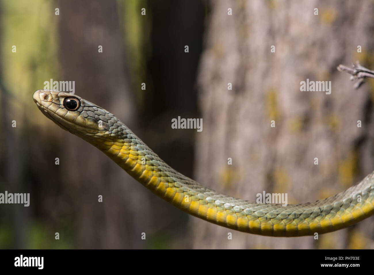 Eastern Yellow-bellied Racer (Coluber constrictor flaviventris) from ...