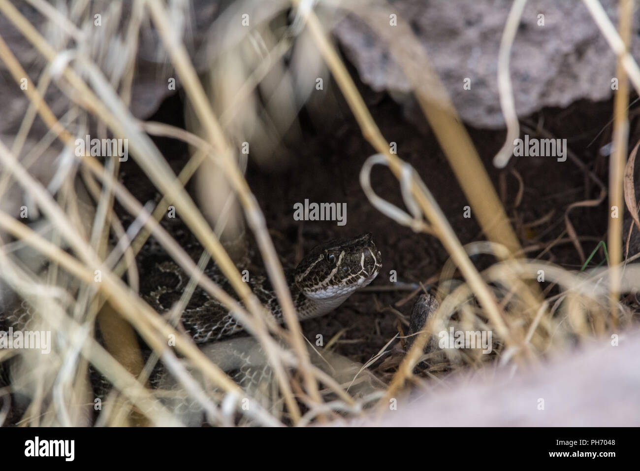 An adult female Prairie Rattlesnake (Crotalus viridis) attends her ...