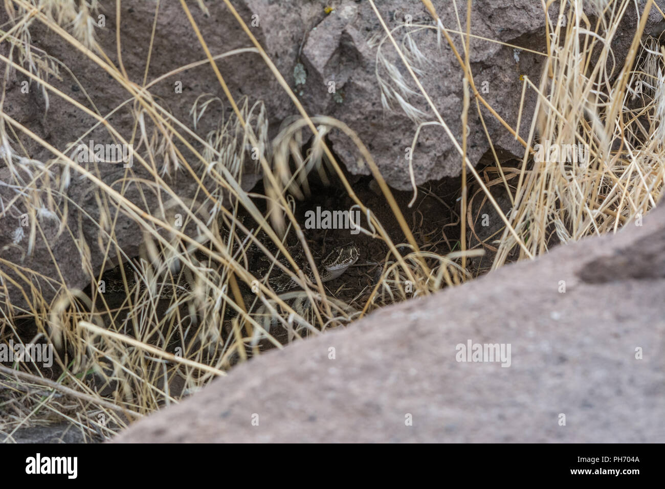 An adult female Prairie Rattlesnake (Crotalus viridis) attends her ...