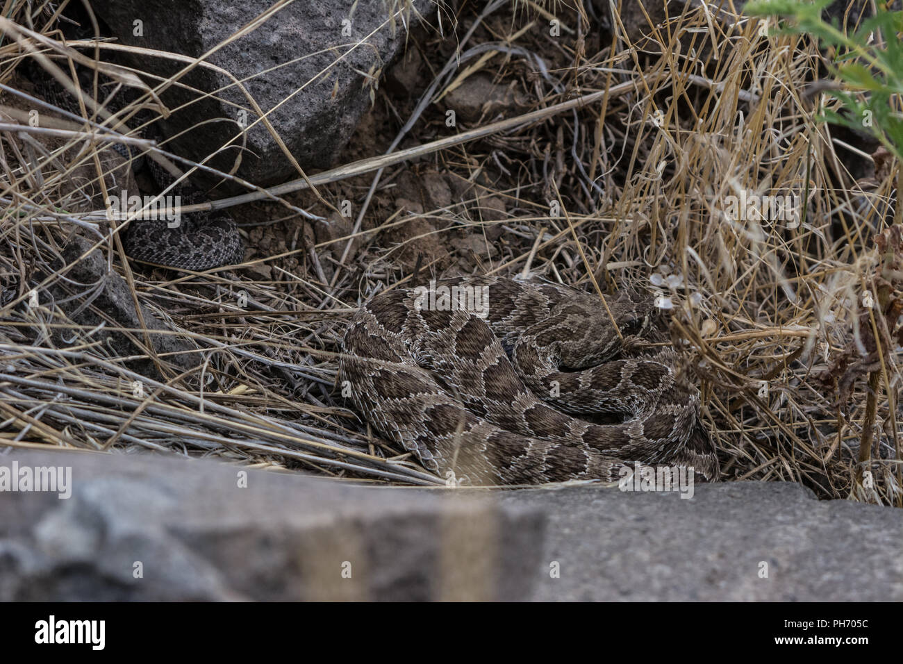 An adult female Prairie Rattlesnake (Crotalus viridis) attends her ...