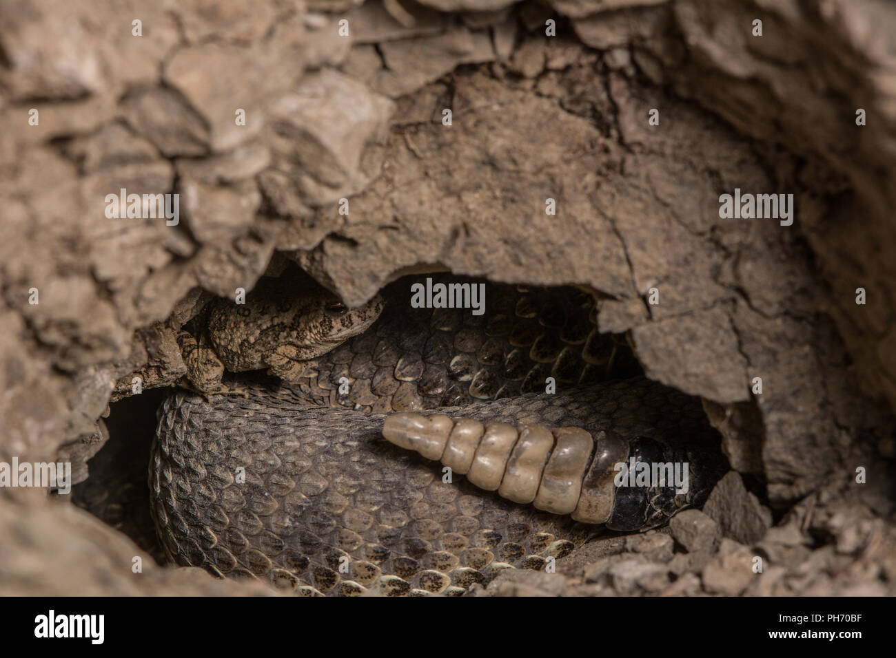 Adult female Prairie Rattlesnake (Crotalus viridis) and youngofthe
