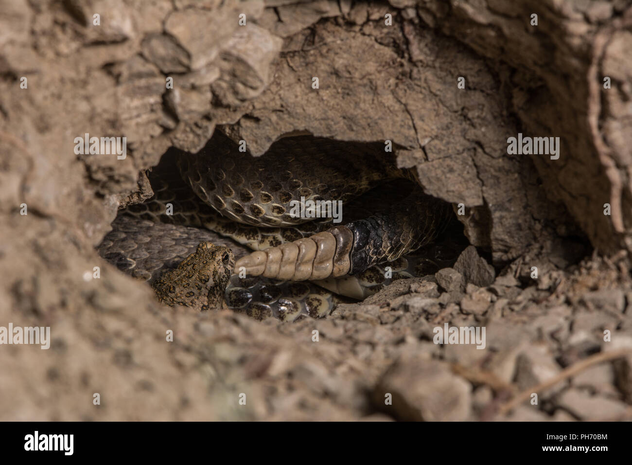 Adult female Prairie Rattlesnake (Crotalus viridis) and young-of-the ...