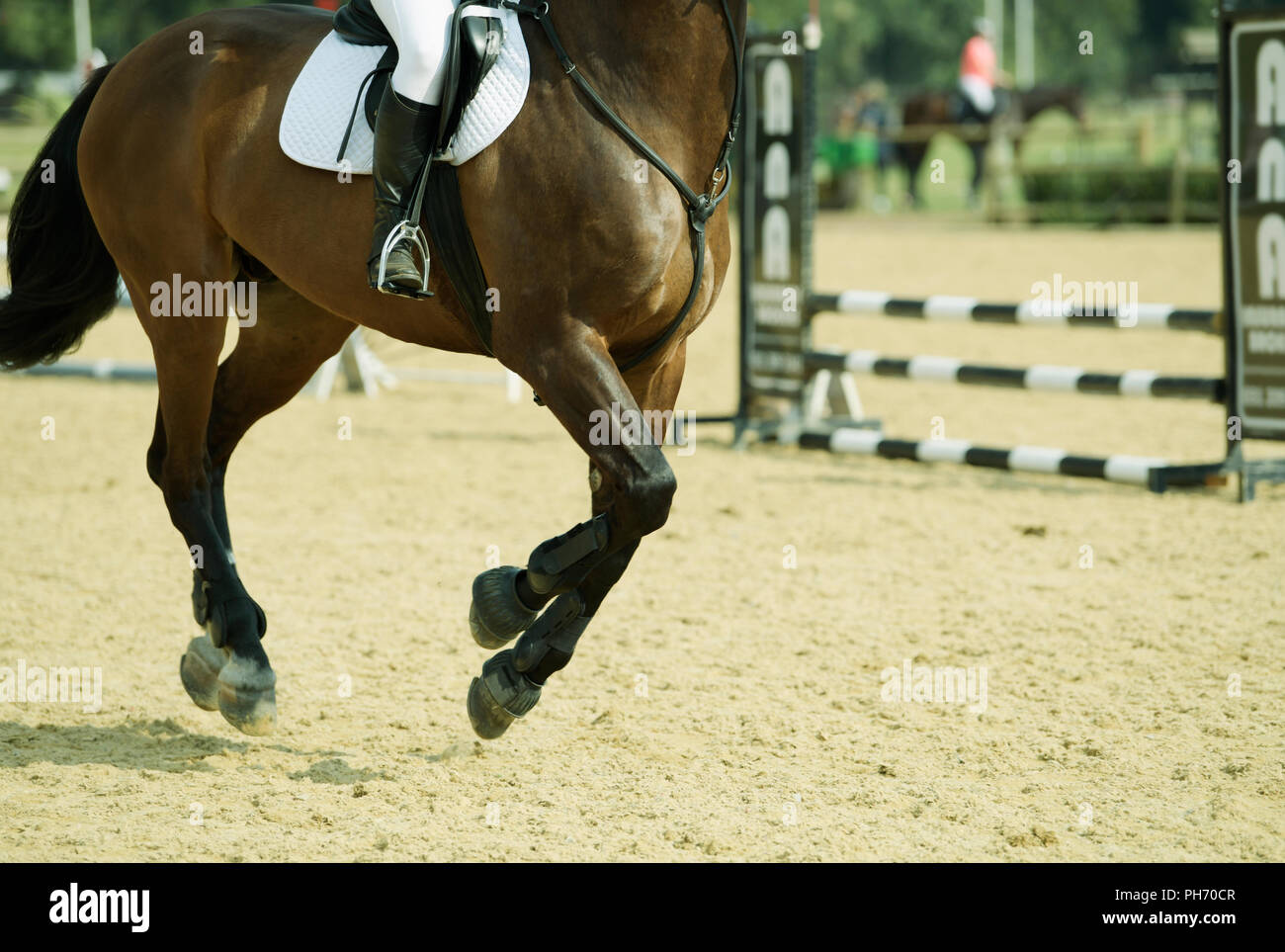 Durban, KwaZuluNatal, South Africa, legs and body of show jumping