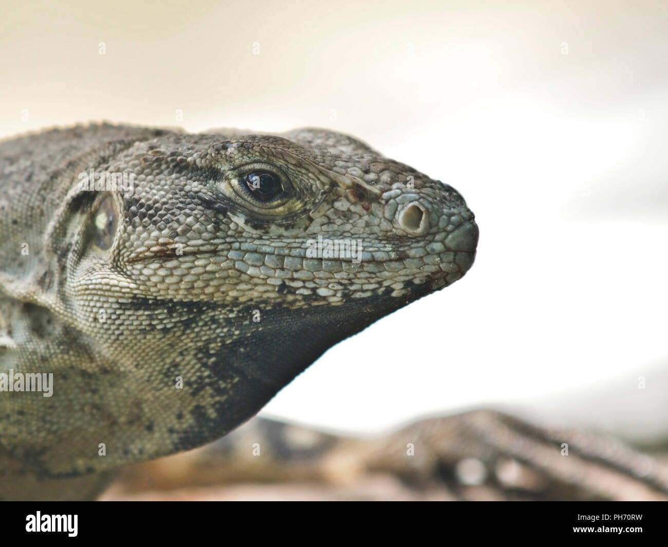 Iguana in Cozumel, mexico wildlife Stock Photo - Alamy