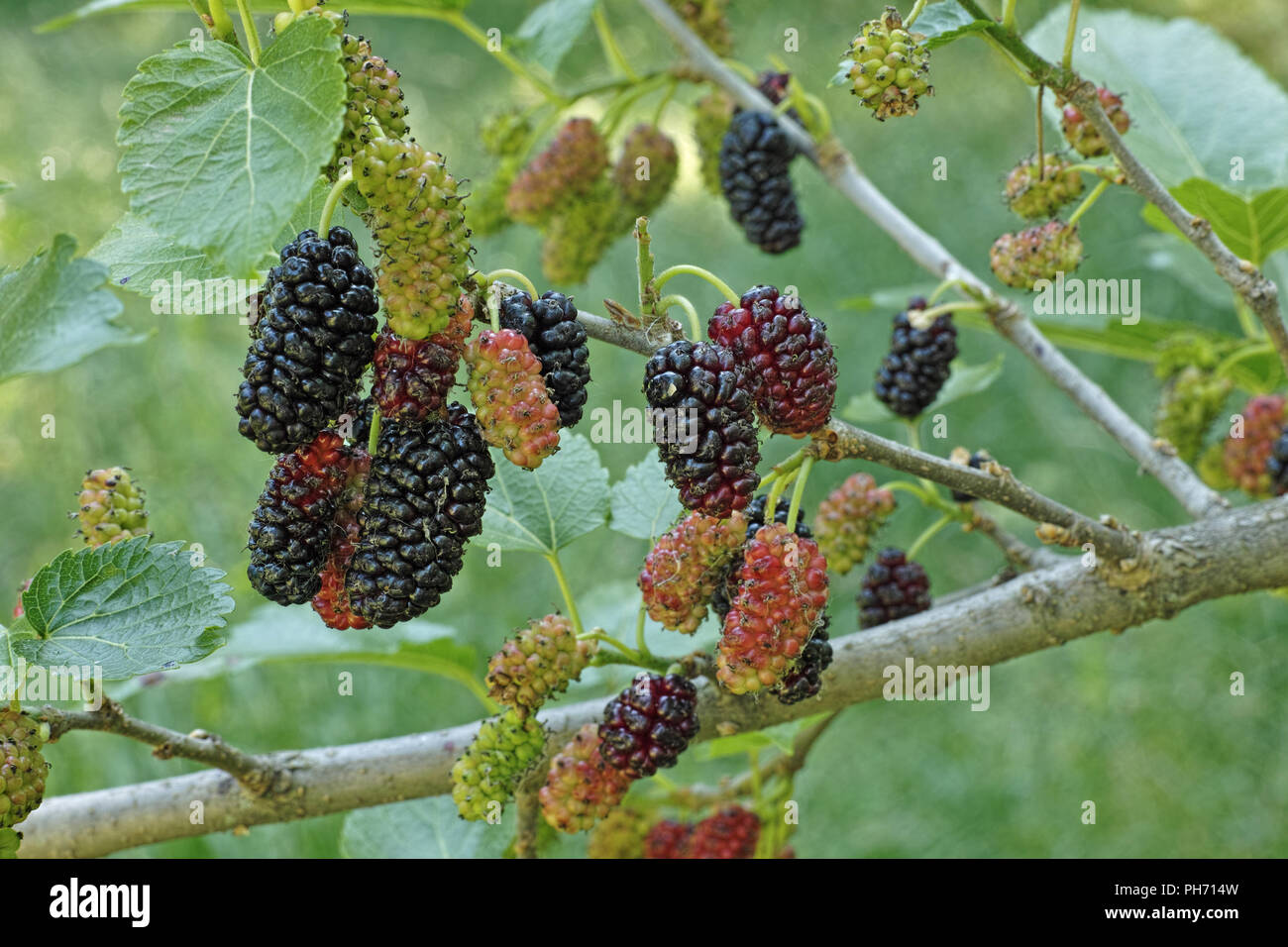 a branch with some ripe and unripe fruits of mulberry, morus nigra Stock Photo