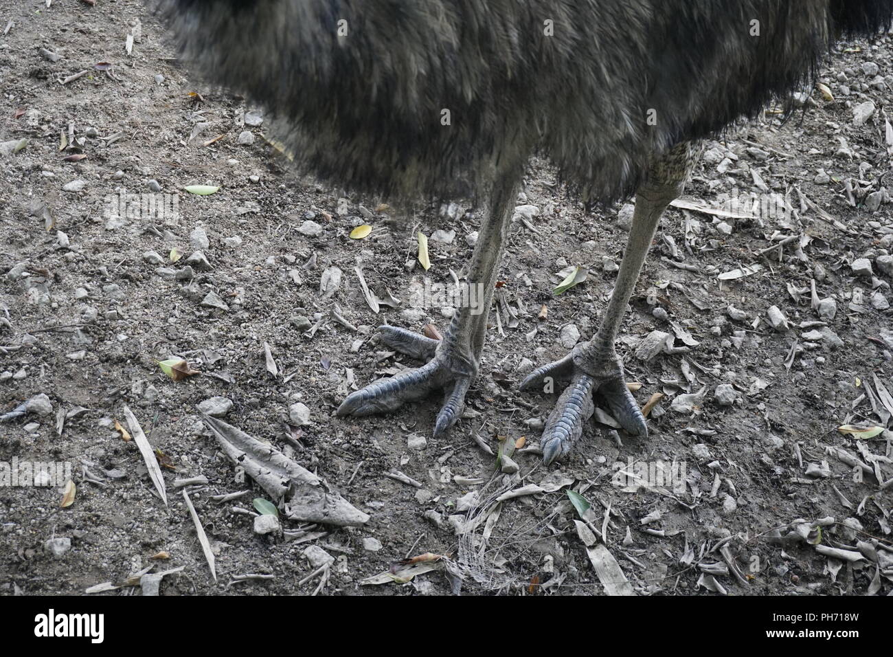 toes of emu with knife-like nails Stock Photo