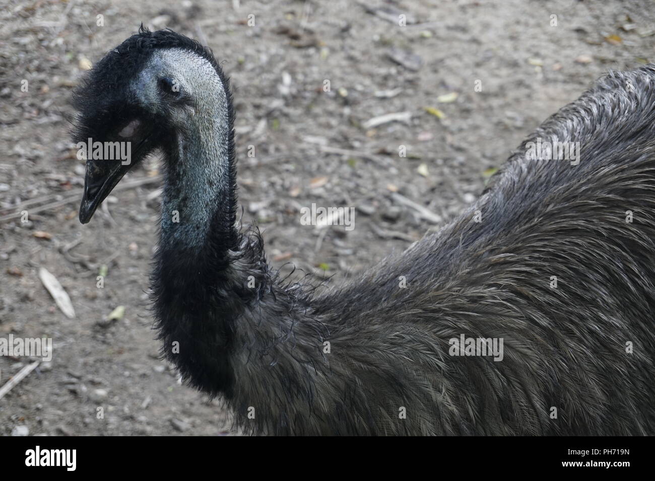 head of emu bird,  the second-largest living bird by height, endemic to Australia where it is the largest native bird Stock Photo
