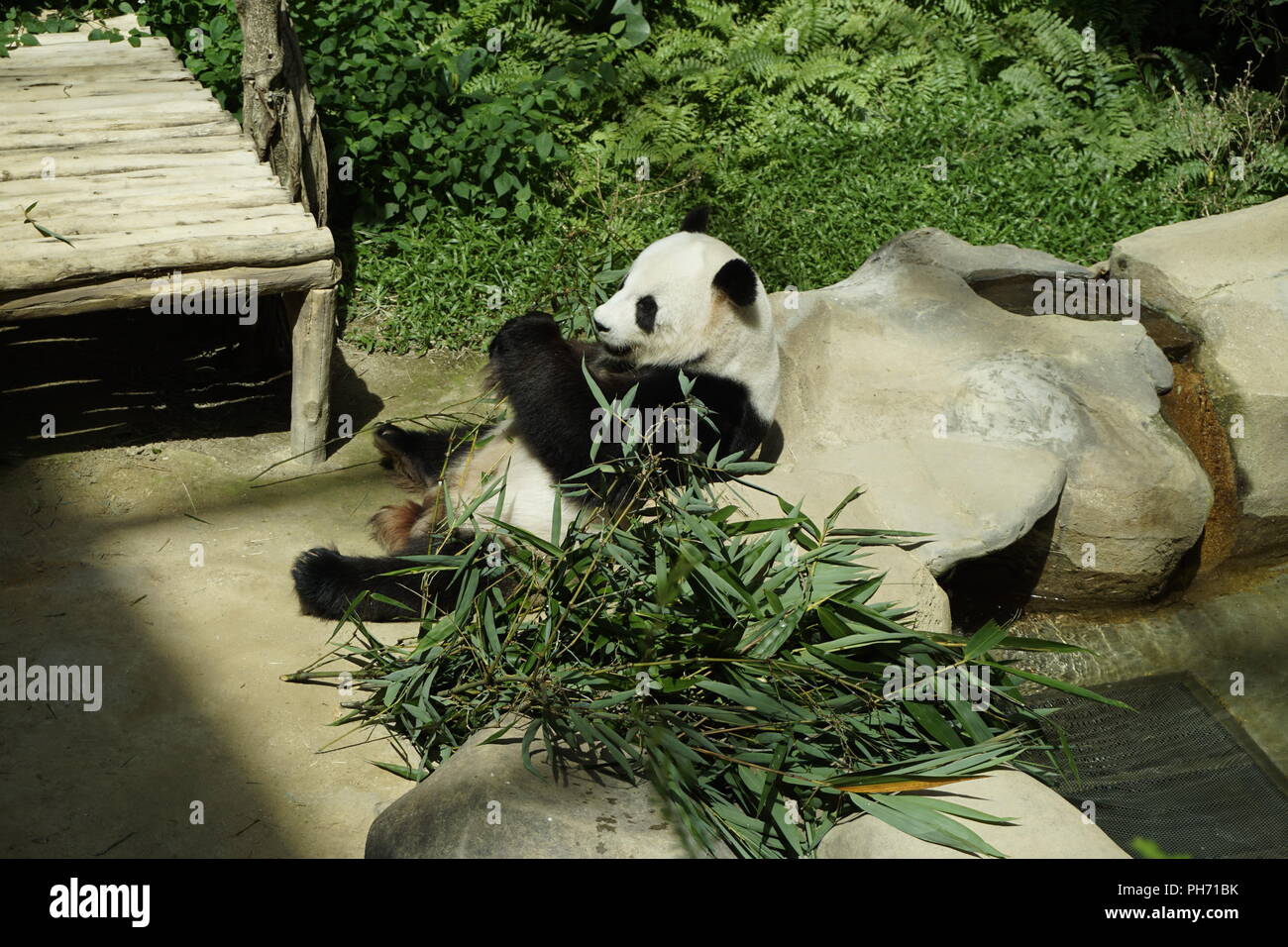 giant panda feasting on leaves Stock Photo