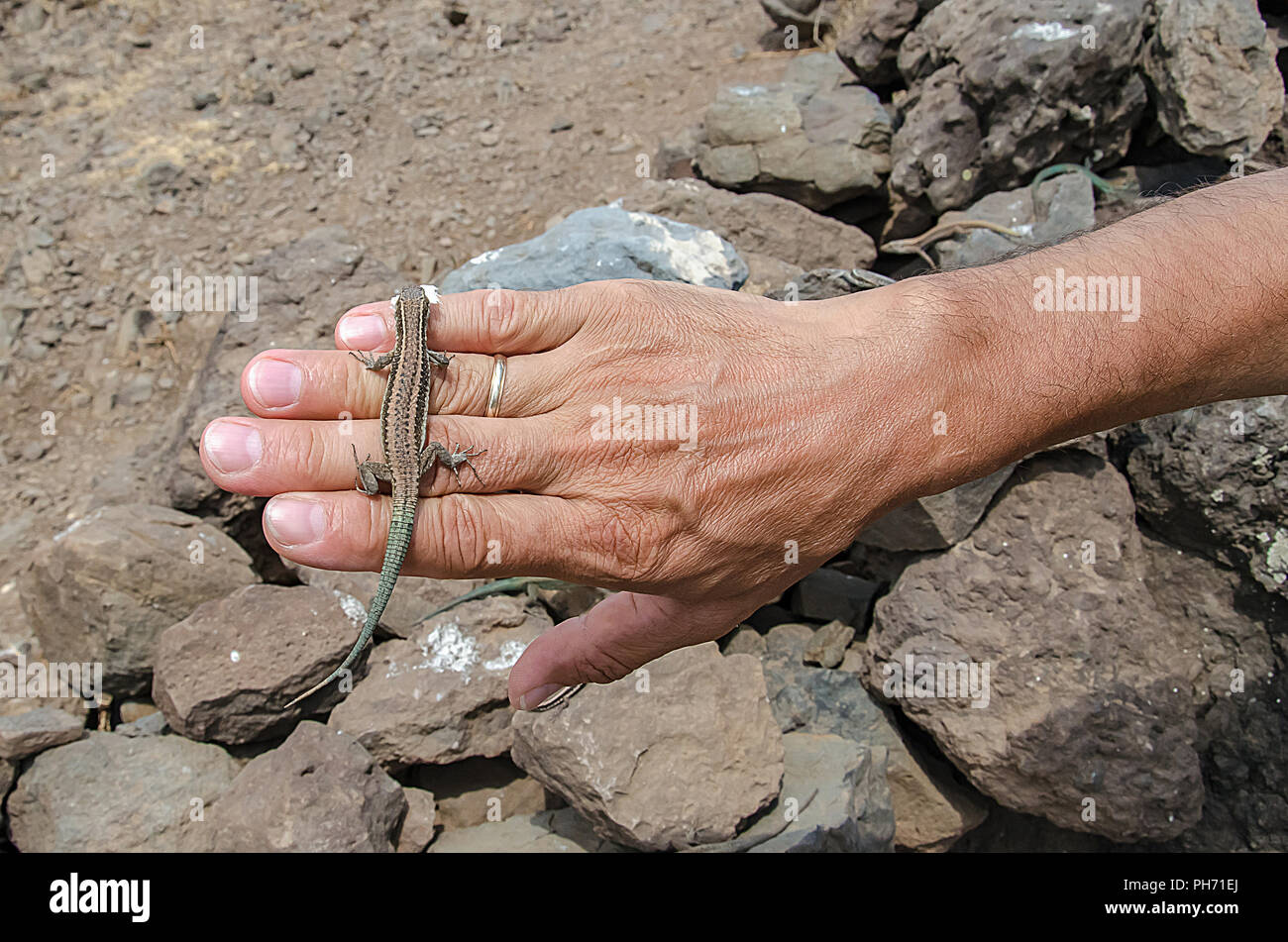 Feeding lizard from hand. Colorful wild lizard with piece of bread in its mouth is running over man's hand. Unfocused rocks with lizards at background Stock Photo