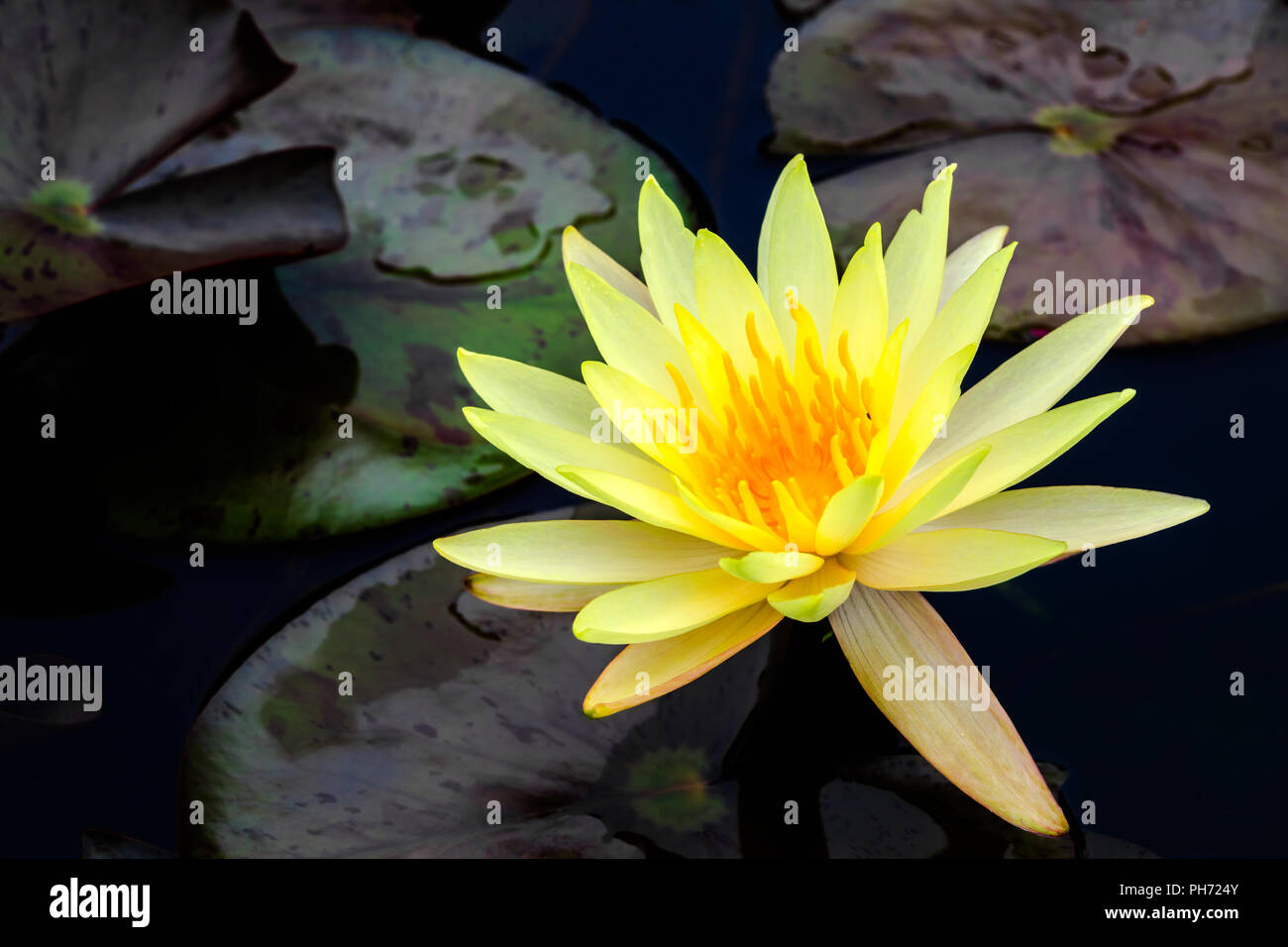 Yellow water lily hi-res stock photography and images - Alamy