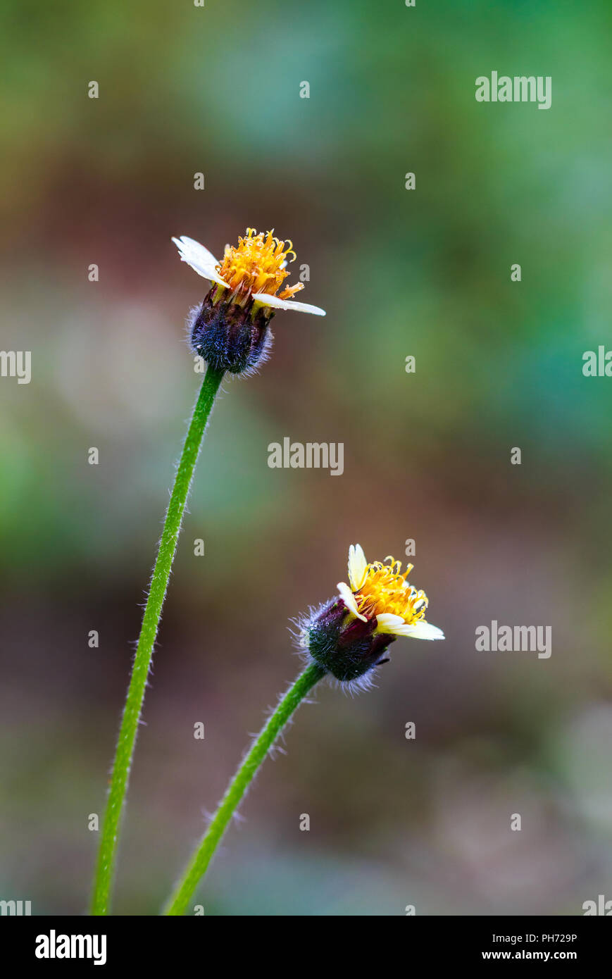 Wild daisy flowers Stock Photo