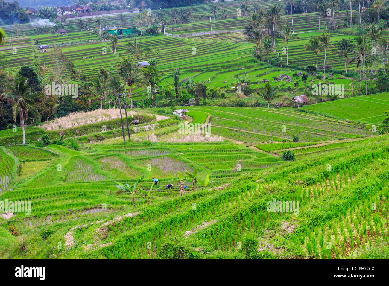 Rice terraces at jati luwih village Stock Photo