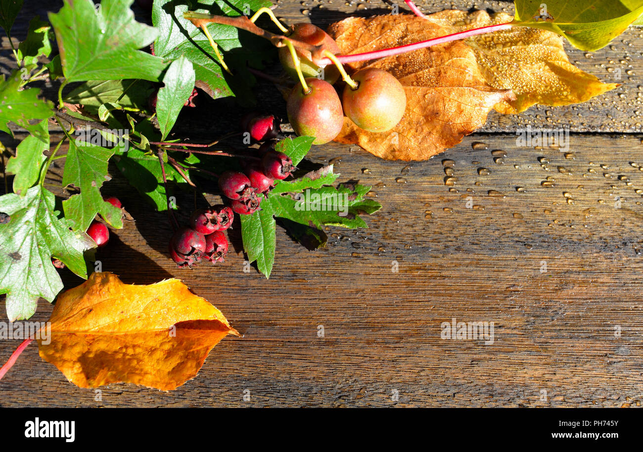 Colorful fall leaves on wood background Stock Photo