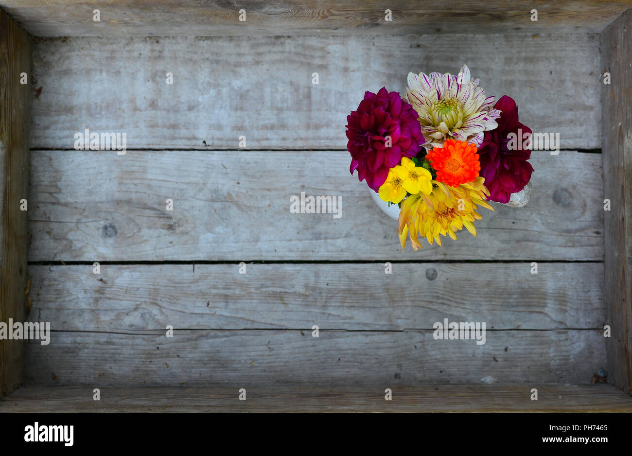 Dahlias flowers wood background Stock Photo