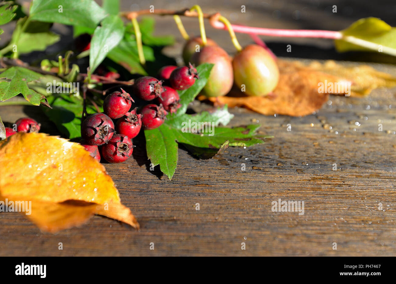 Colorful fall leaves on wood background Stock Photo