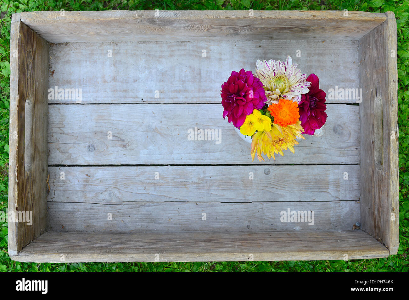 Dahlias flowers wood background Stock Photo