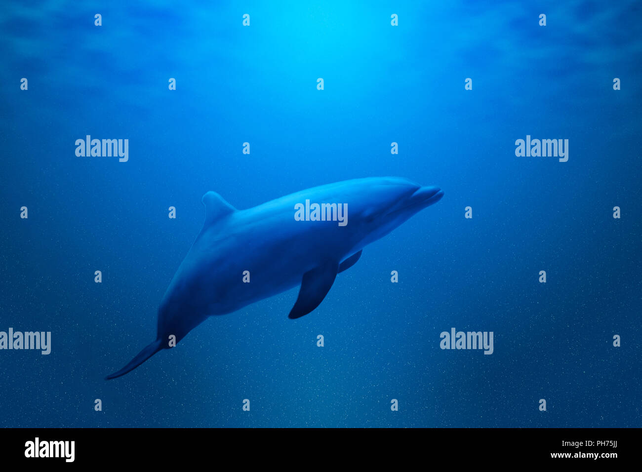 bottom view of a dolphin swimming in the deep blue water Stock Photo