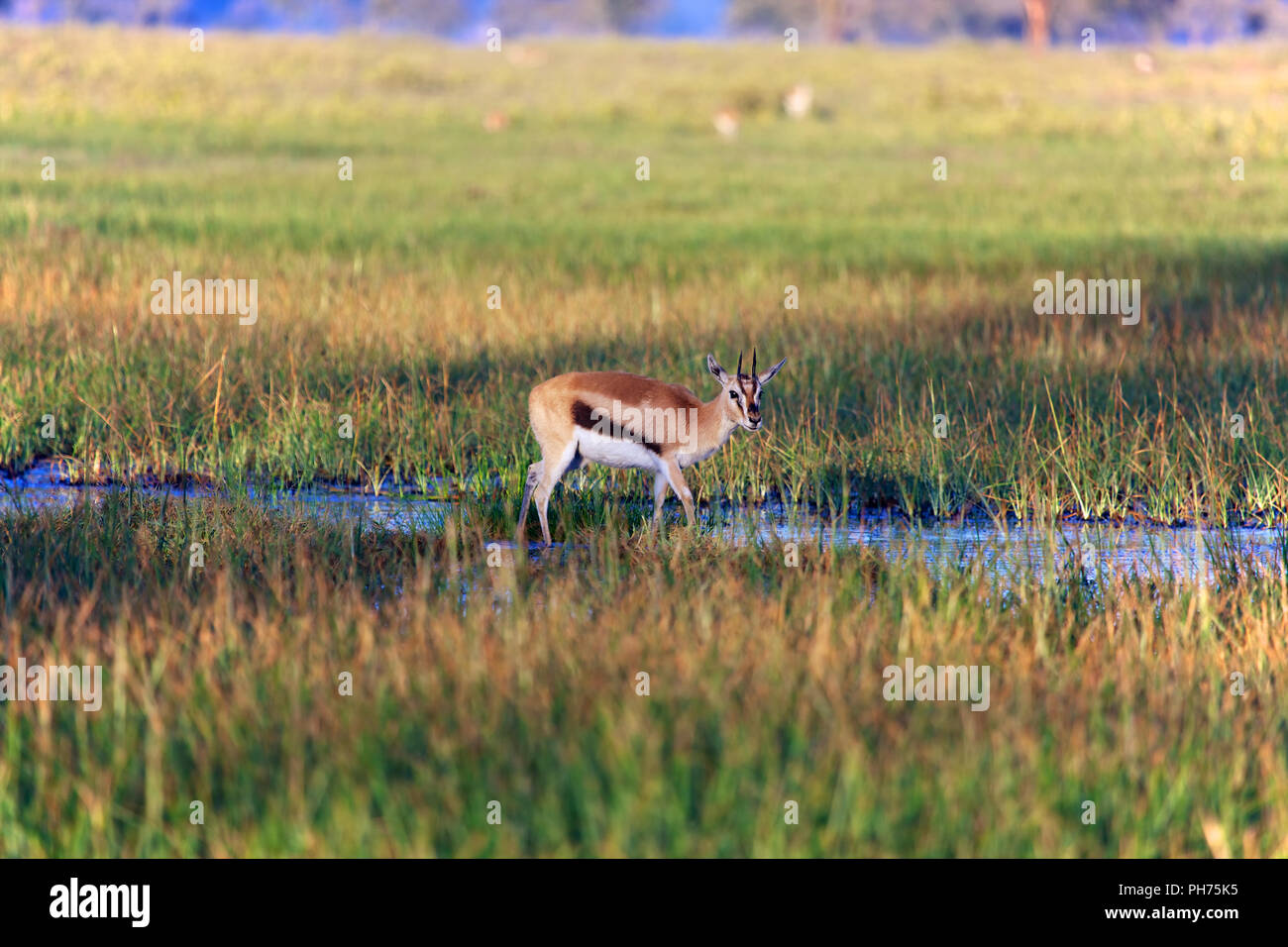 Gazelle jumping hi-res stock photography and images - Alamy