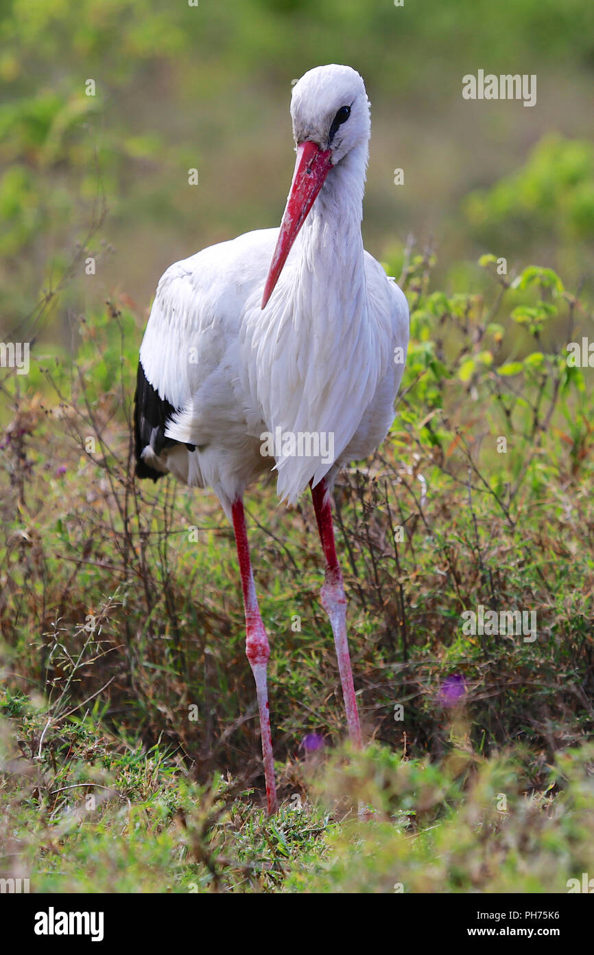 white stork at nakuru kenya Stock Photo