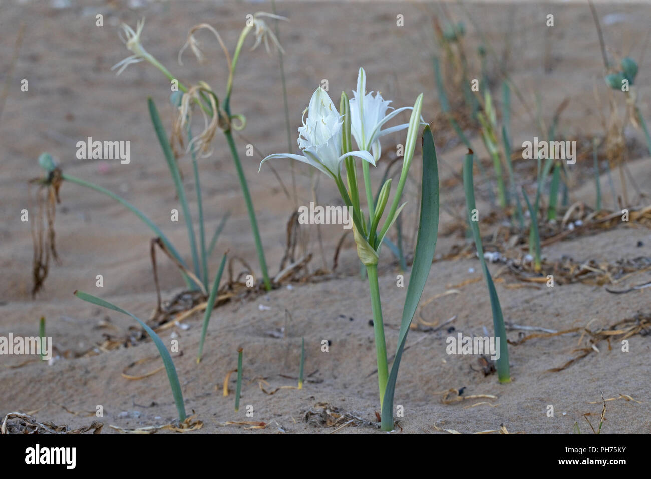 Sea Daffodil (Pancratium maritimum) Stock Photo