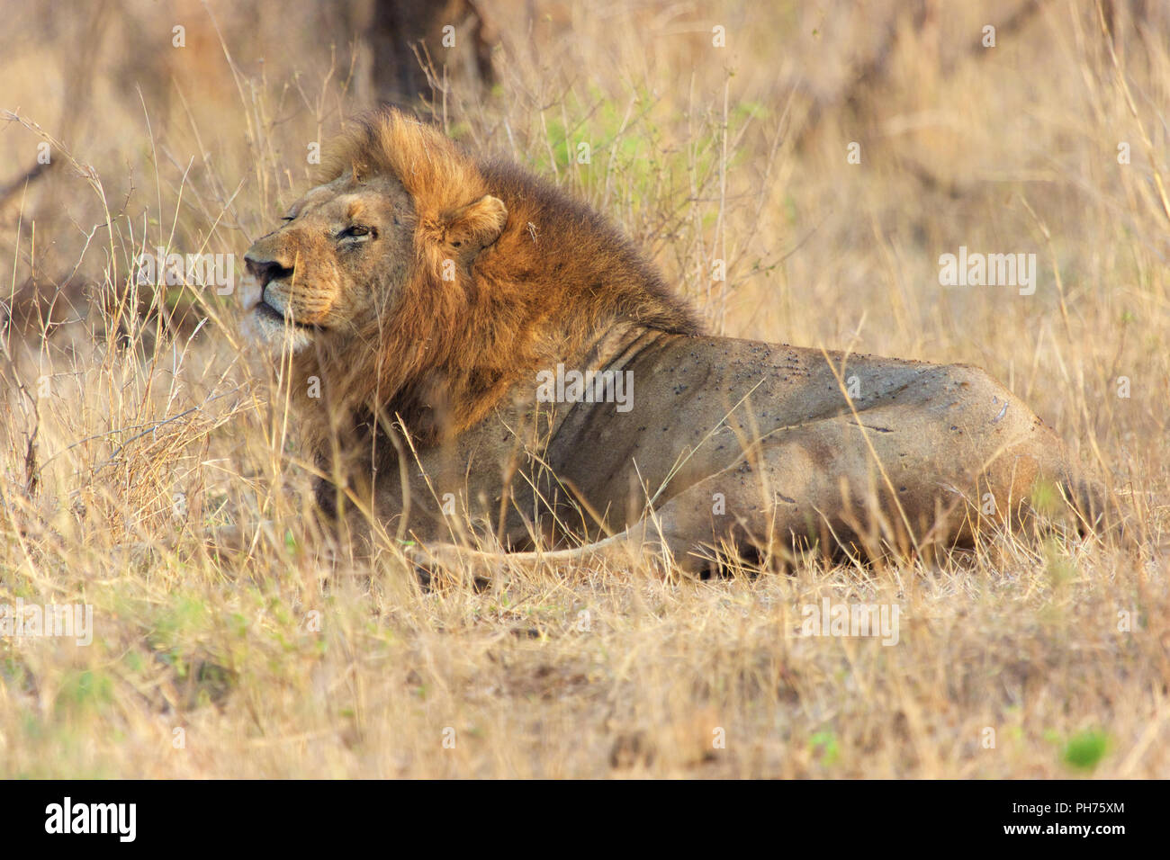 male lion resting in kruger Stock Photo