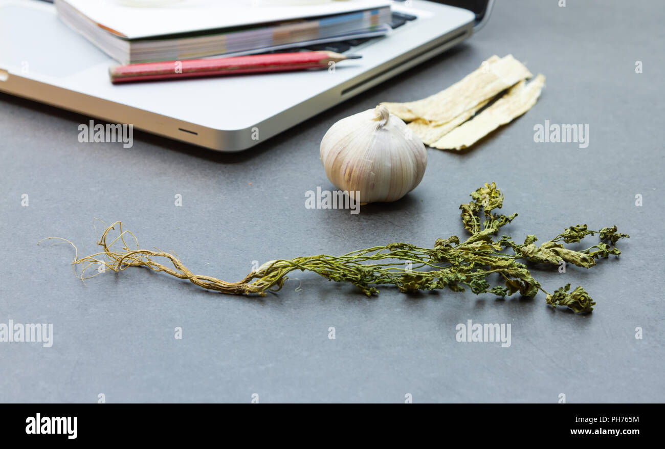 The science and researching herb for make medicine. Stock Photo