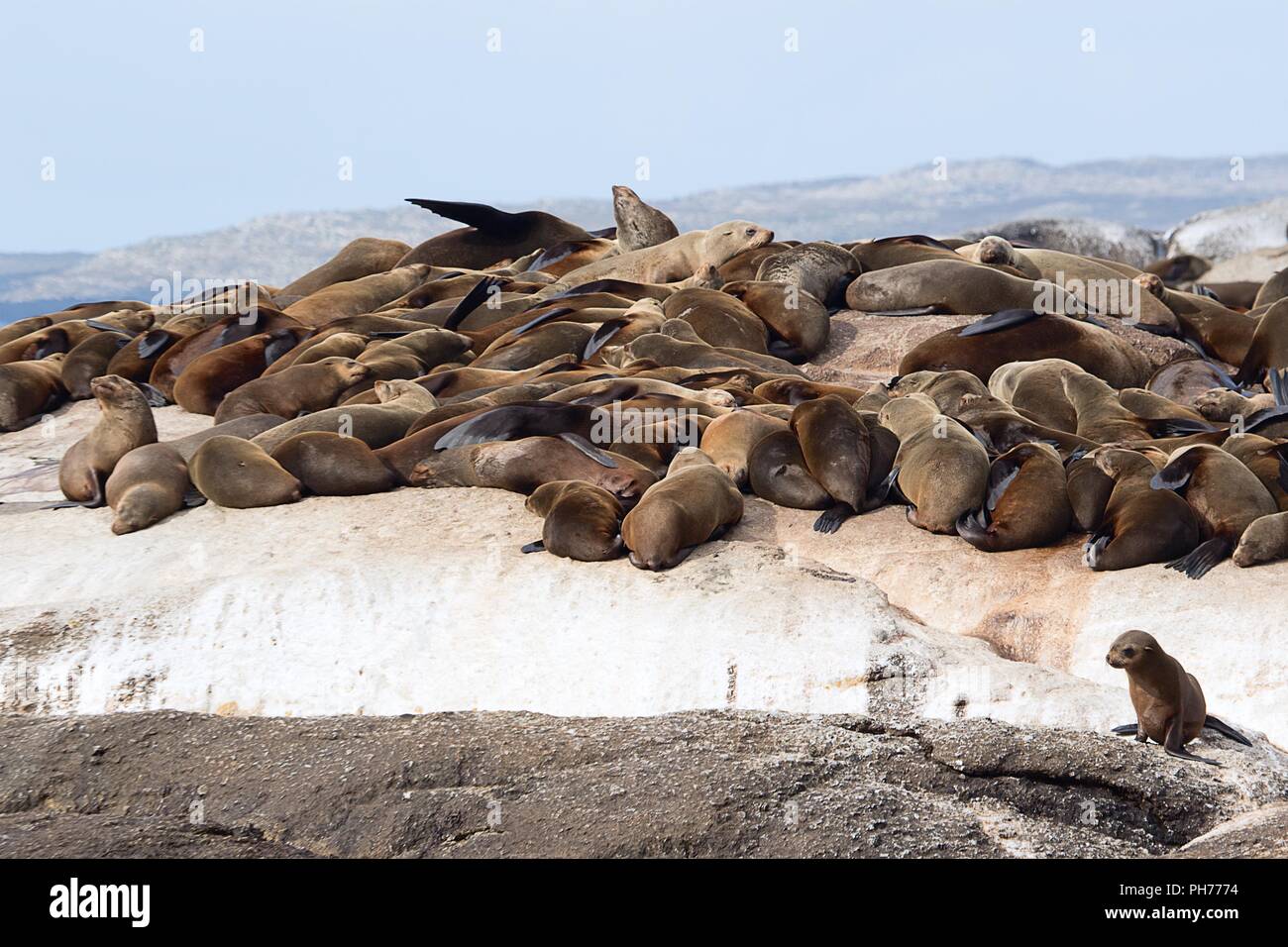 South africa seals hires stock photography and images Alamy