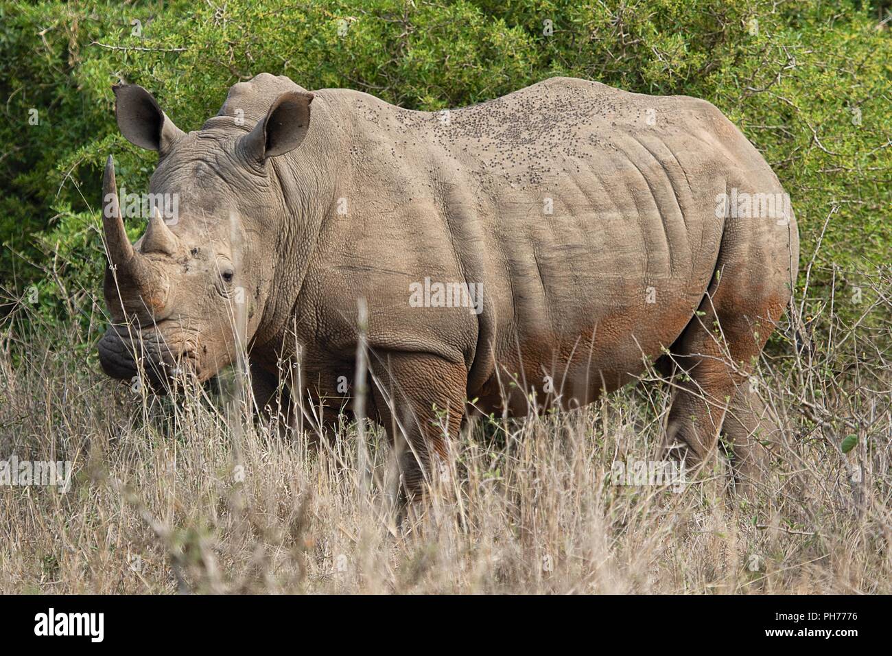 massive white rhino at kruger national park south africa Stock Photo