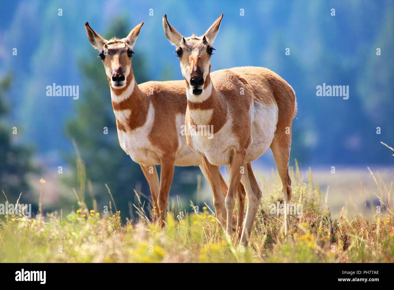 pronghorn antelope Yellowstone Stock Photo