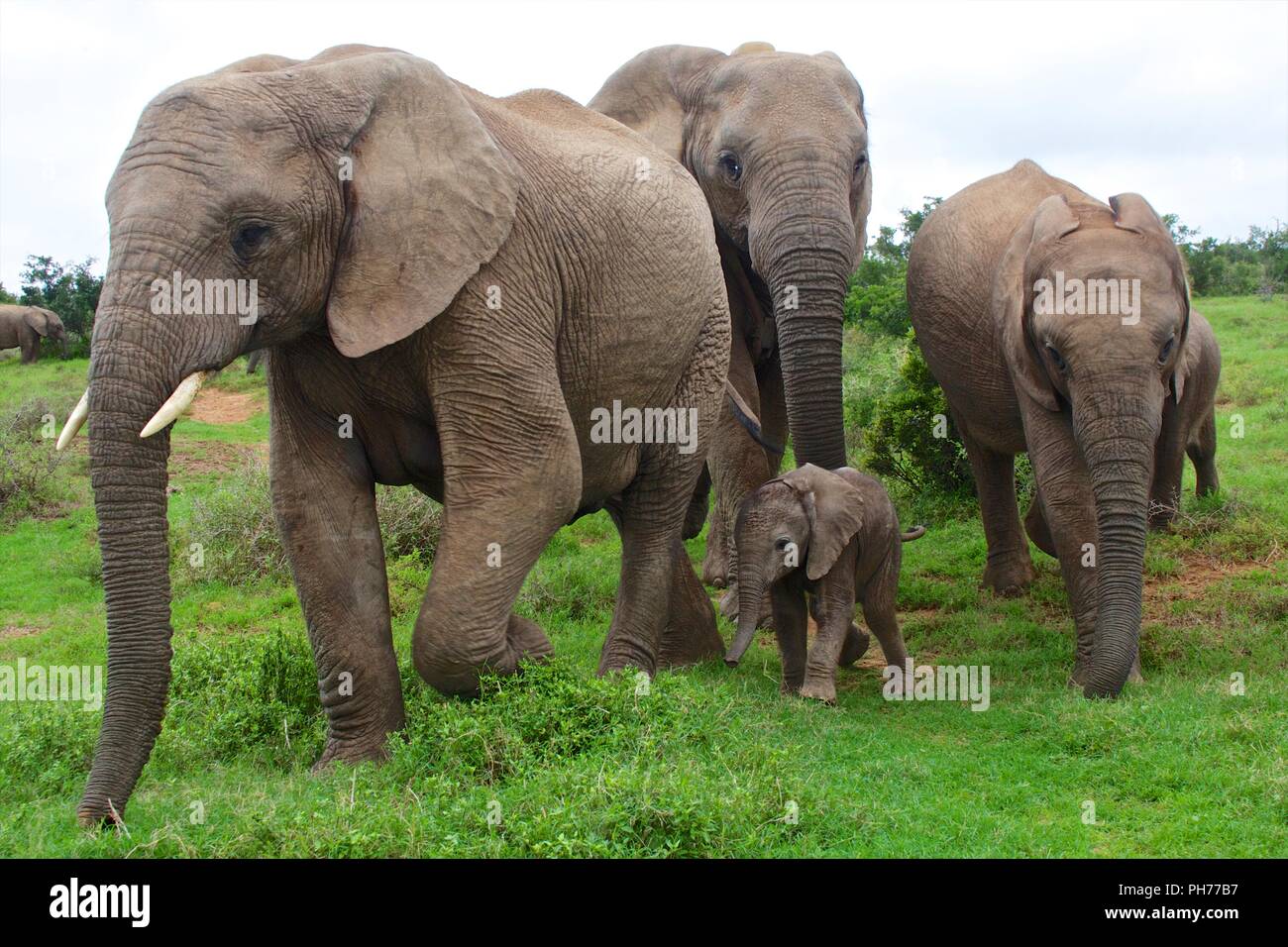 elephants with a baby south africa at addo elephant park Stock Photo