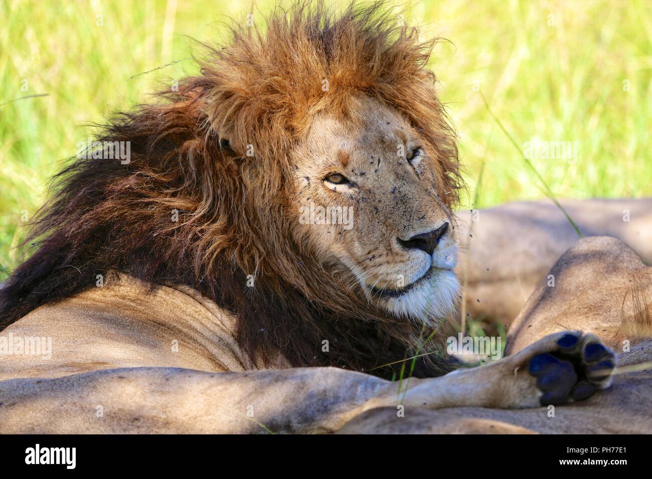 male lion resting at the masai mara national park kenya Stock Photo - Alamy