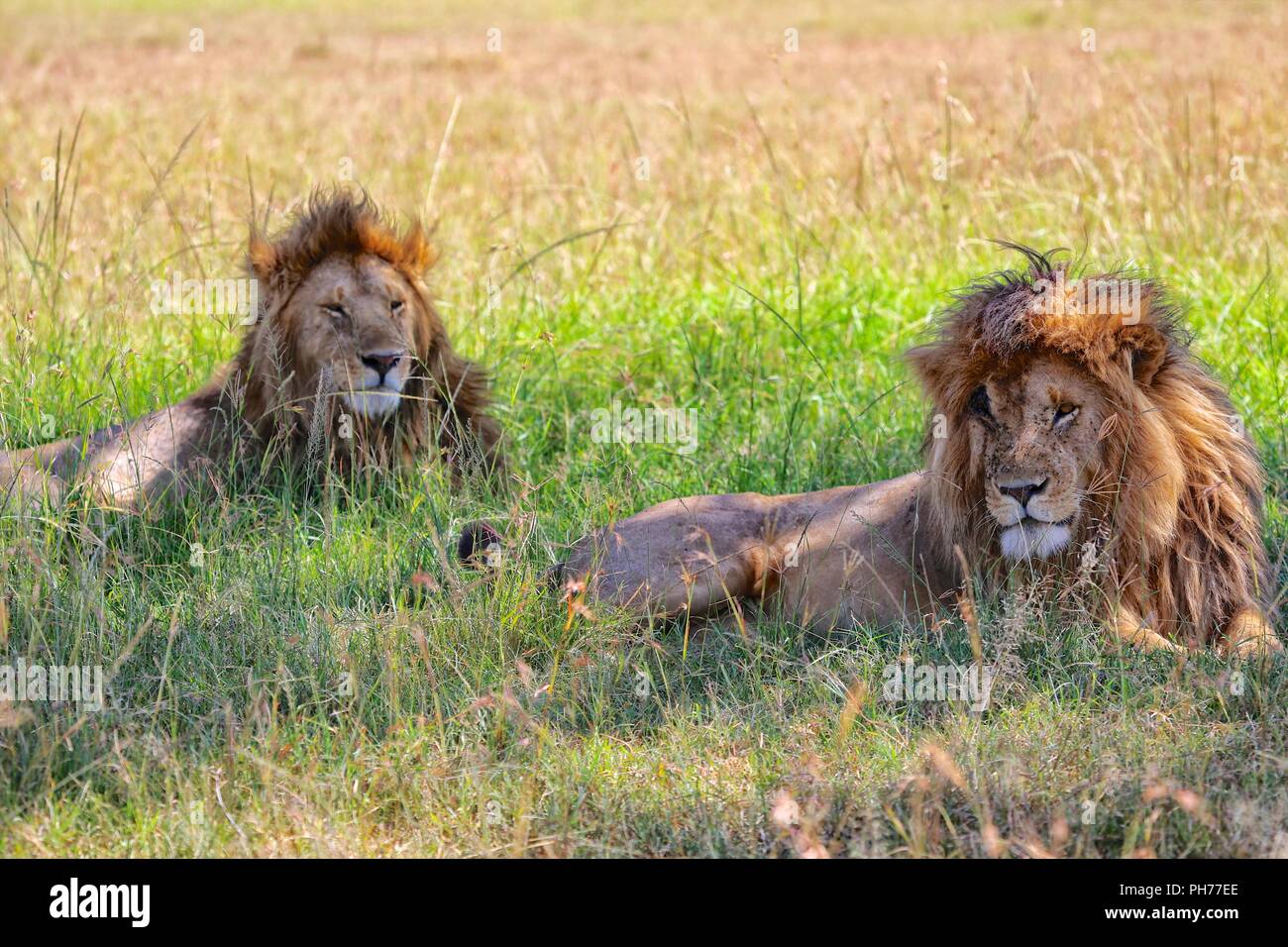 Masai mara lions hi-res stock photography and images - Alamy