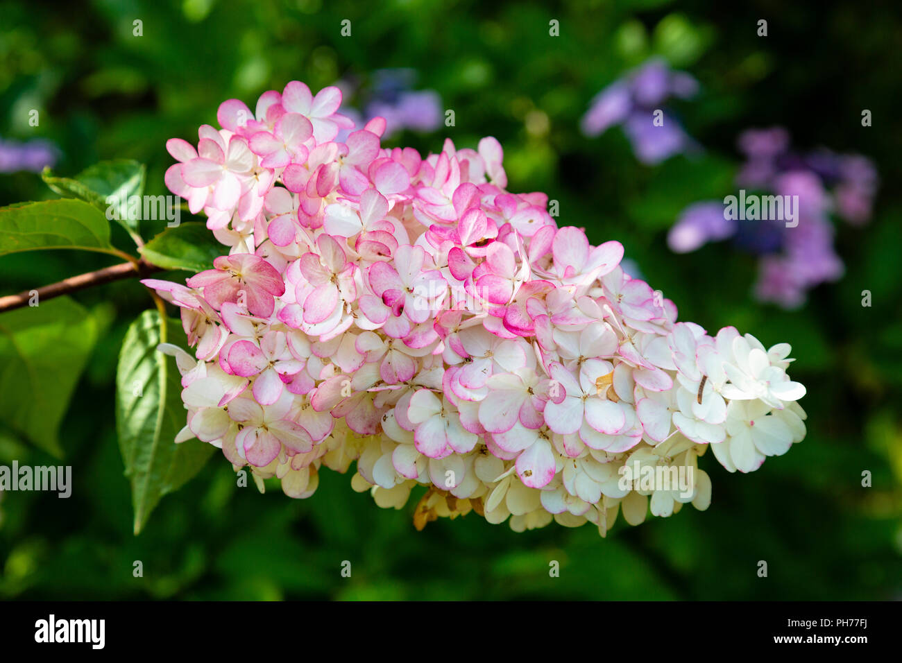 Vanilla Strawberry (Hydrangea paniculata 'Renhy') a hybrid of an easy