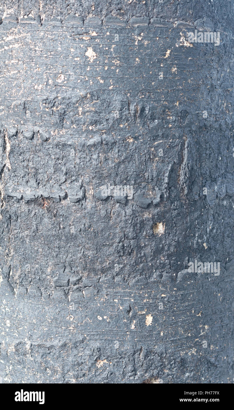 burnt tree texture Stock Photo