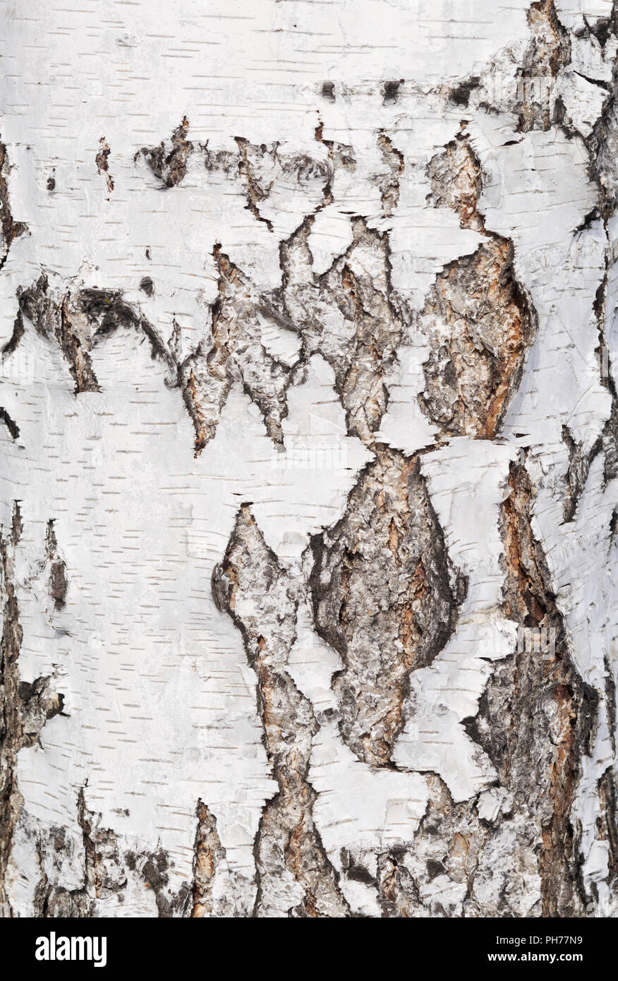 birch bark background Stock Photo - Alamy