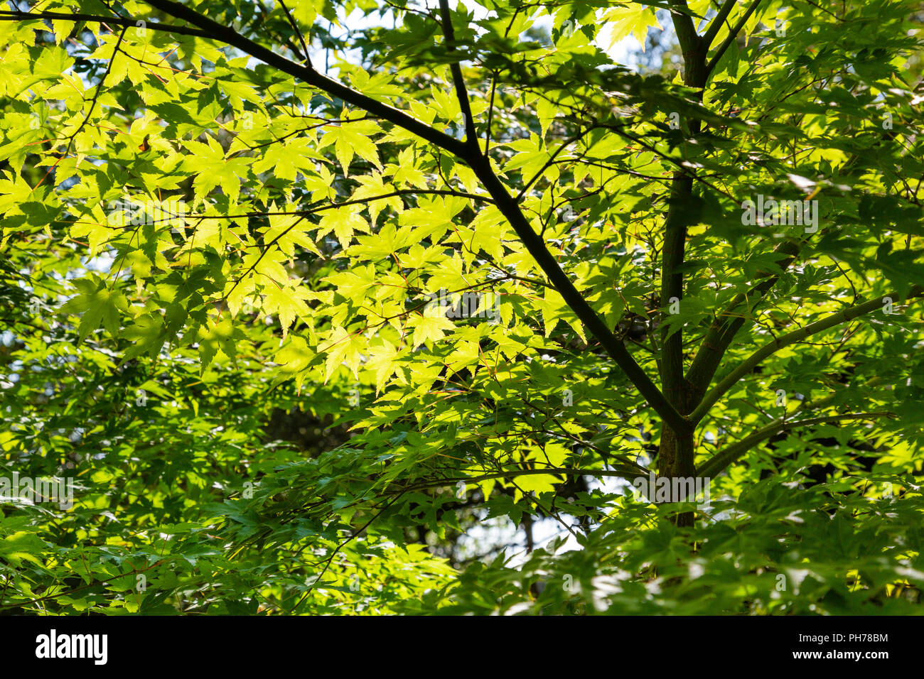 Japanese Acer Tree in Irish Garden Stock Photo