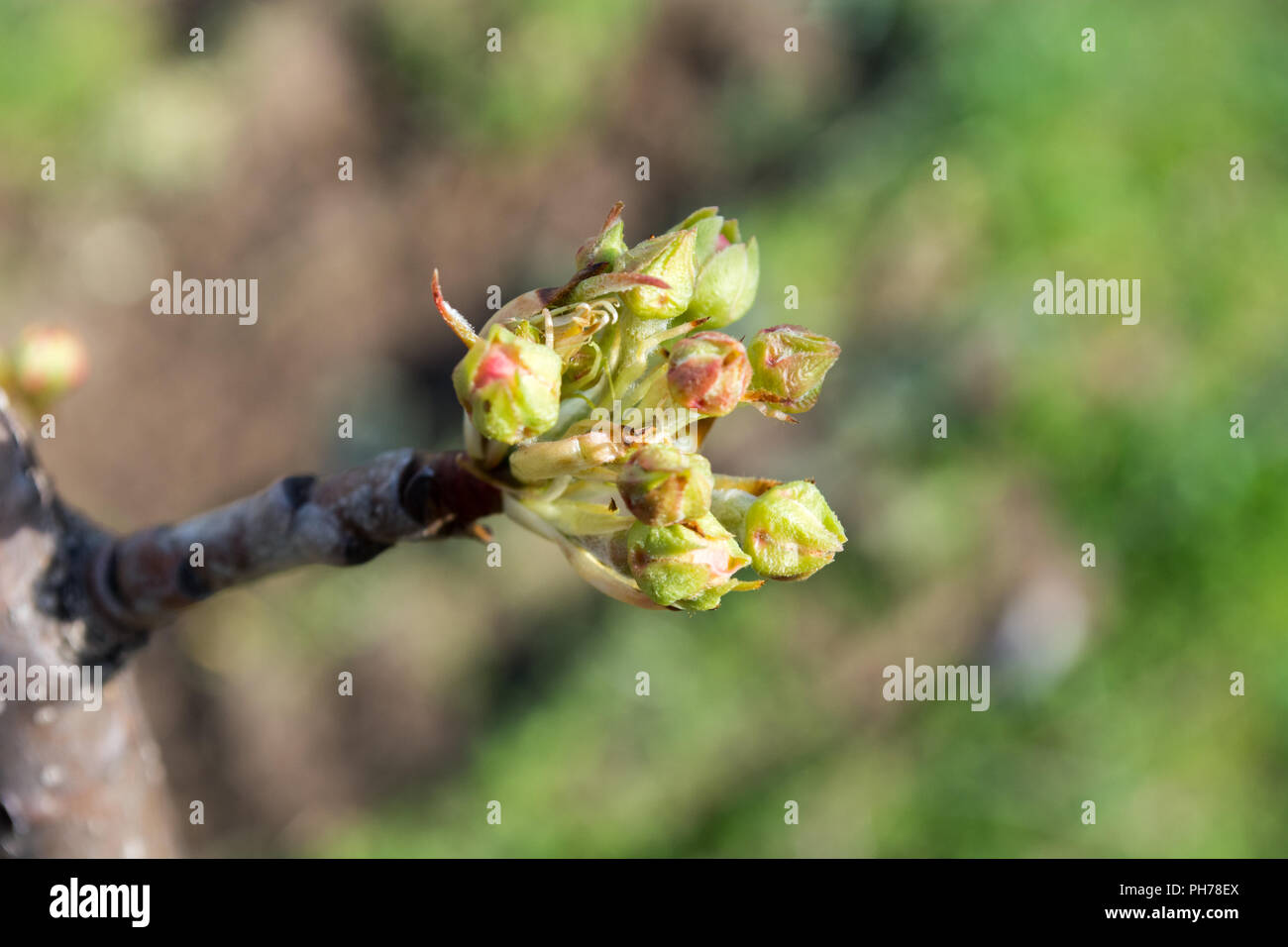 Pear buds in early spring ready to be opened Stock Photo