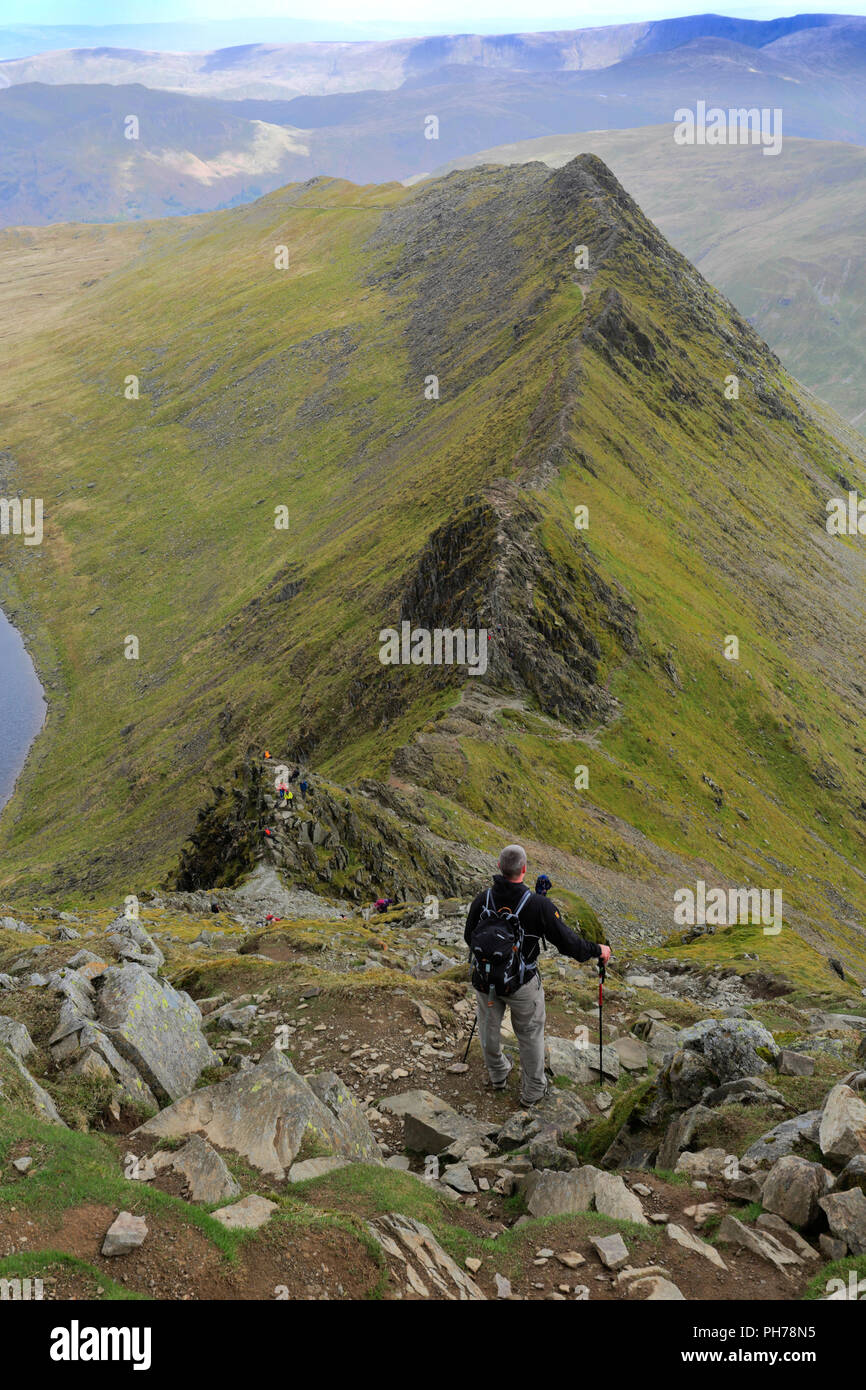 Walkers on Striding Edge ridge on the way to Helvellyn fell, Lake ...