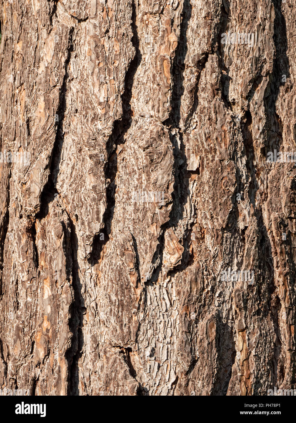 Good pine hires stock photography and images Alamy
