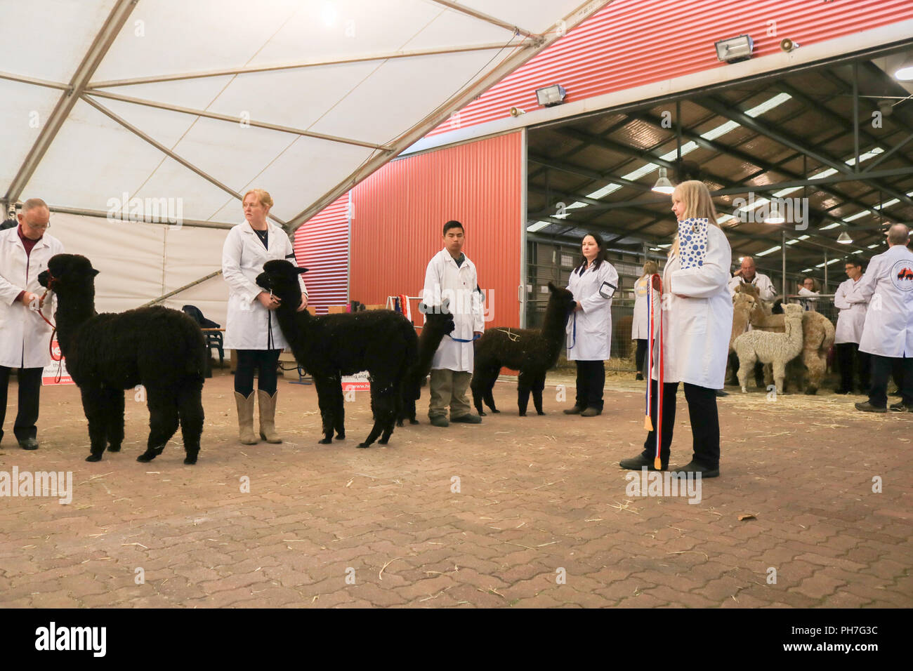 Adelaide Australia.31 August 2018.  The Royal Adelaide Show  the annual agricultural event run by the Royal Agricultural and Horticultural Society of South Australia  opens at the showgrounds from 31 August-9 September showcasing  local produce,Cookery competitions, animals, rides, food and  entertainment and judging livestock Credit: amer ghazzal/Alamy Live News Stock Photo
