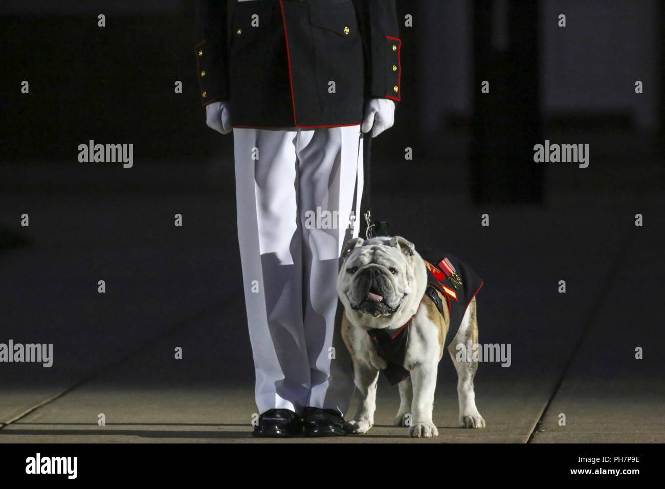Sergeant Chesty XIV stands at attention during a Friday Evening Parade at Marine Barracks Washington D.C., June 29, 2018. The guest of honor for the ceremony was the Under Secretary of the Navy, Thomas B. Modly, and the hosting official was the Assistant Commandant of the Marine Corps, Gen. Glenn M. Walters. Stock Photo