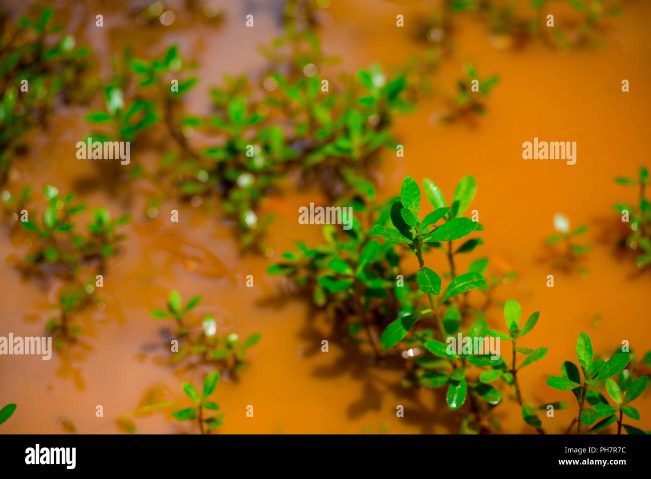 Plants growing in the dirty water of Jakarta, Indonesia. Jakarta is the