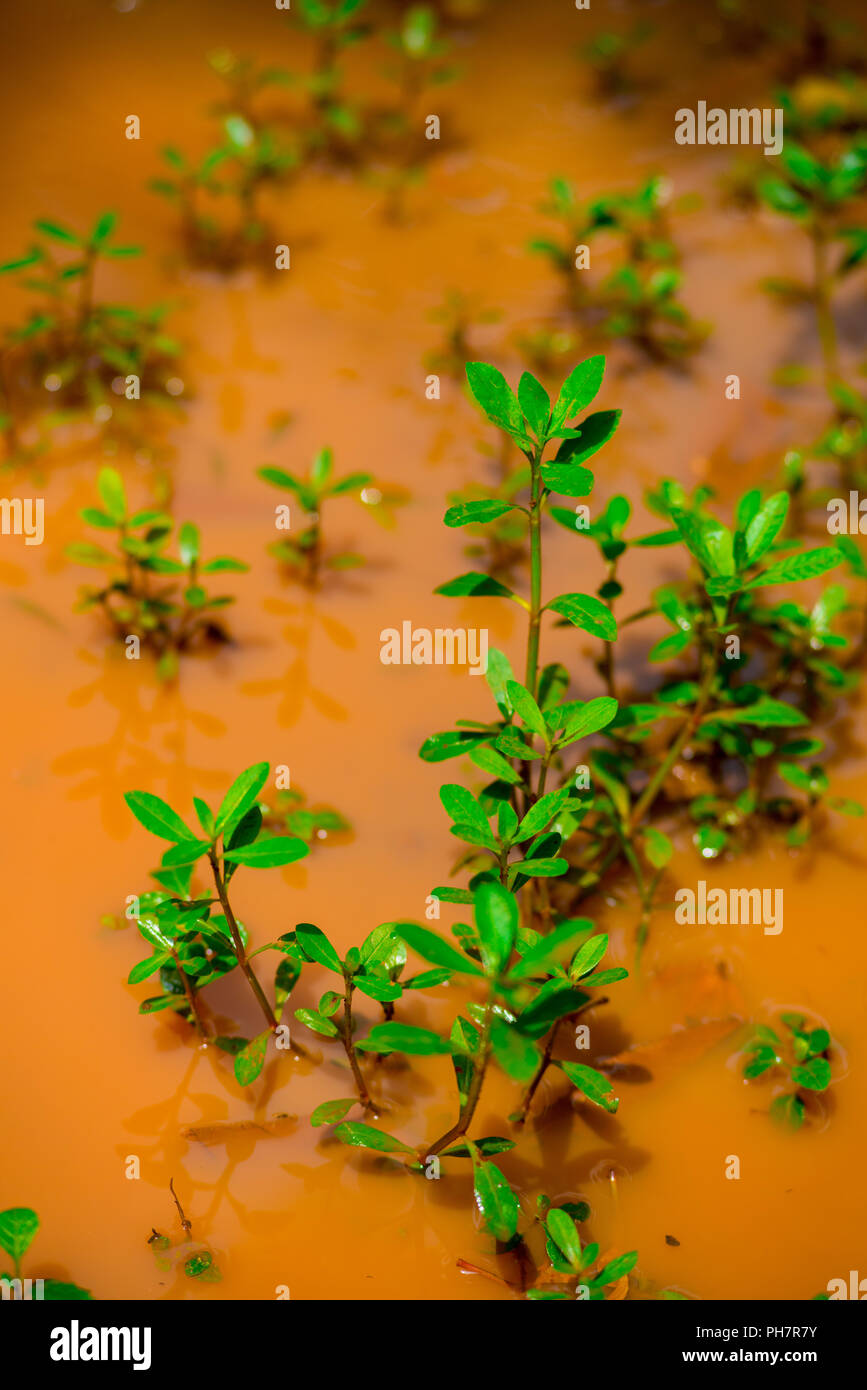 Plants growing in the dirty water of Jakarta, Indonesia. Jakarta is the