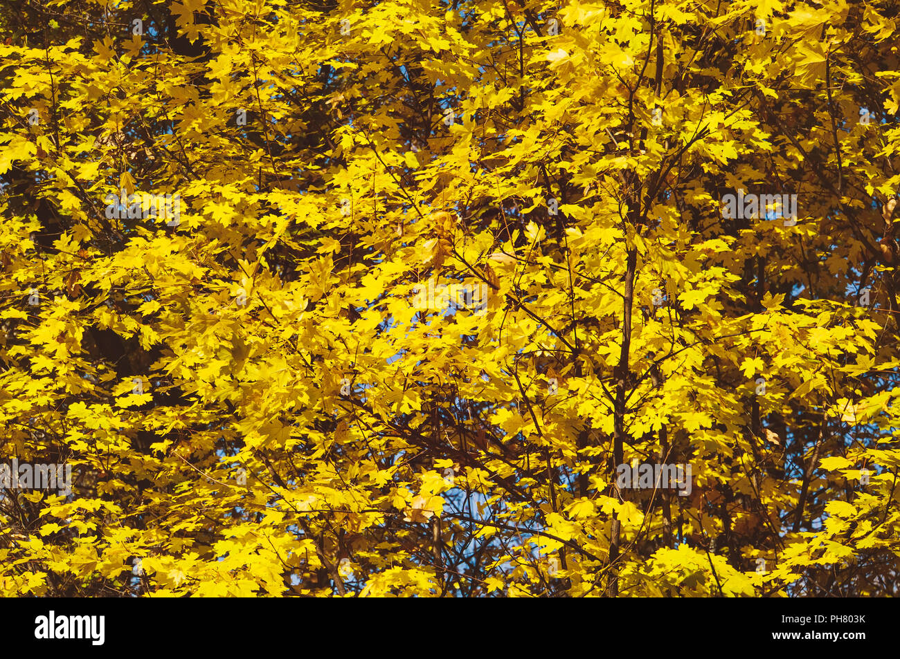 Trees with red yellow leaves hi-res stock photography and images - Alamy