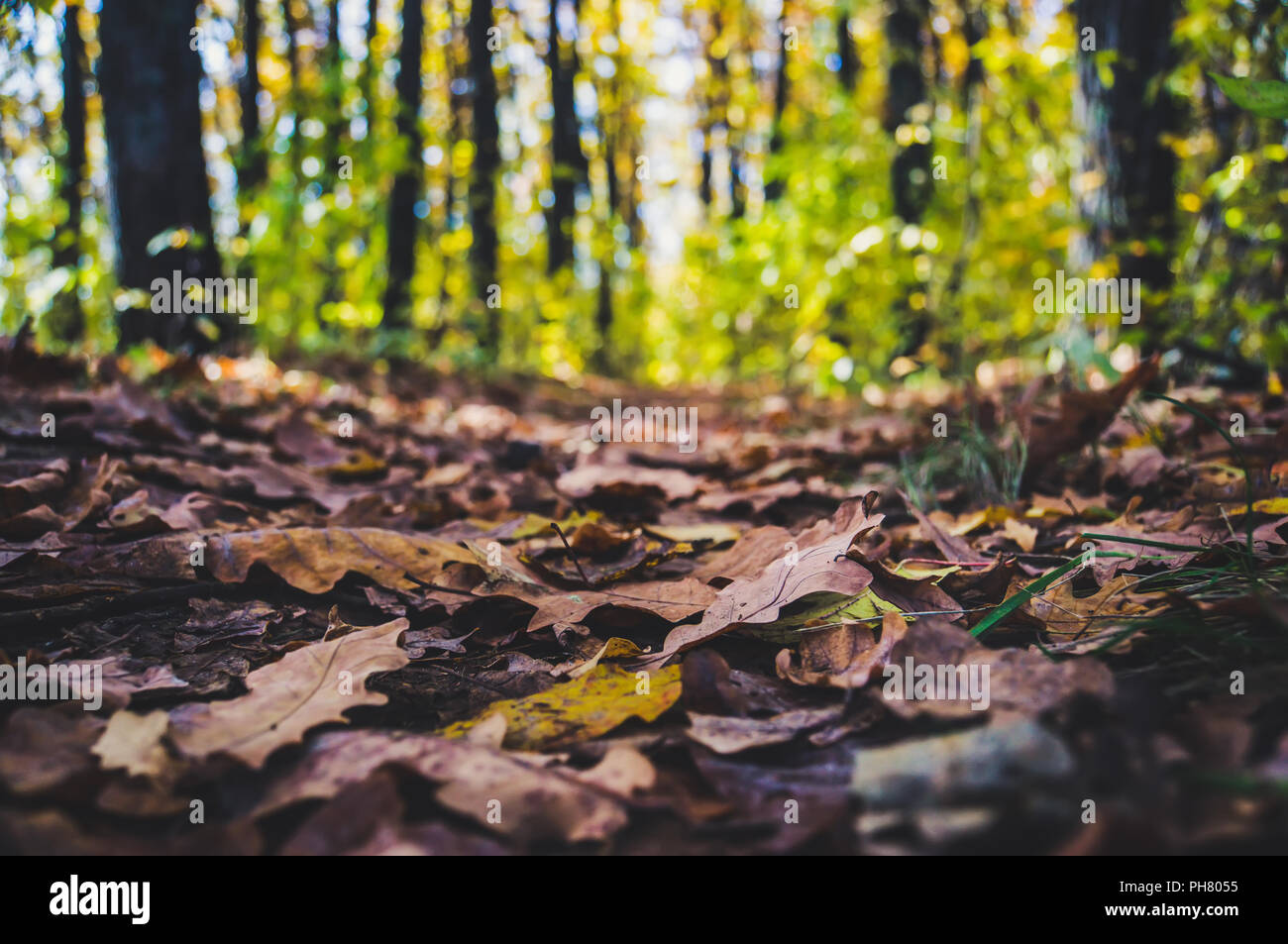 Forest trail in autumn scenery in early October Stock Photo - Alamy