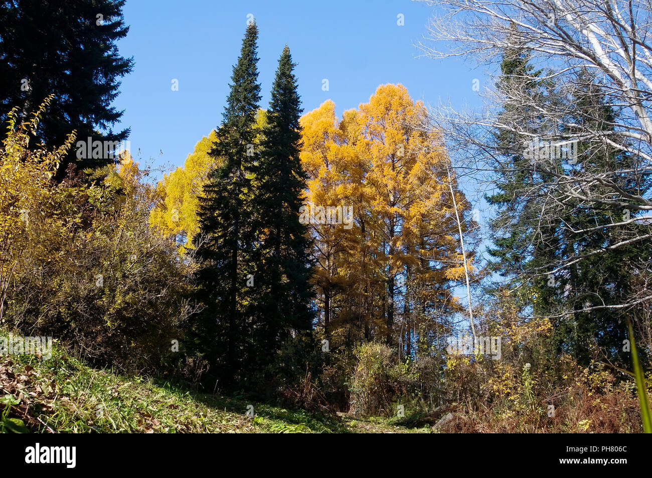 nature reserve, wildlife mixed forest is composed of different kinds of