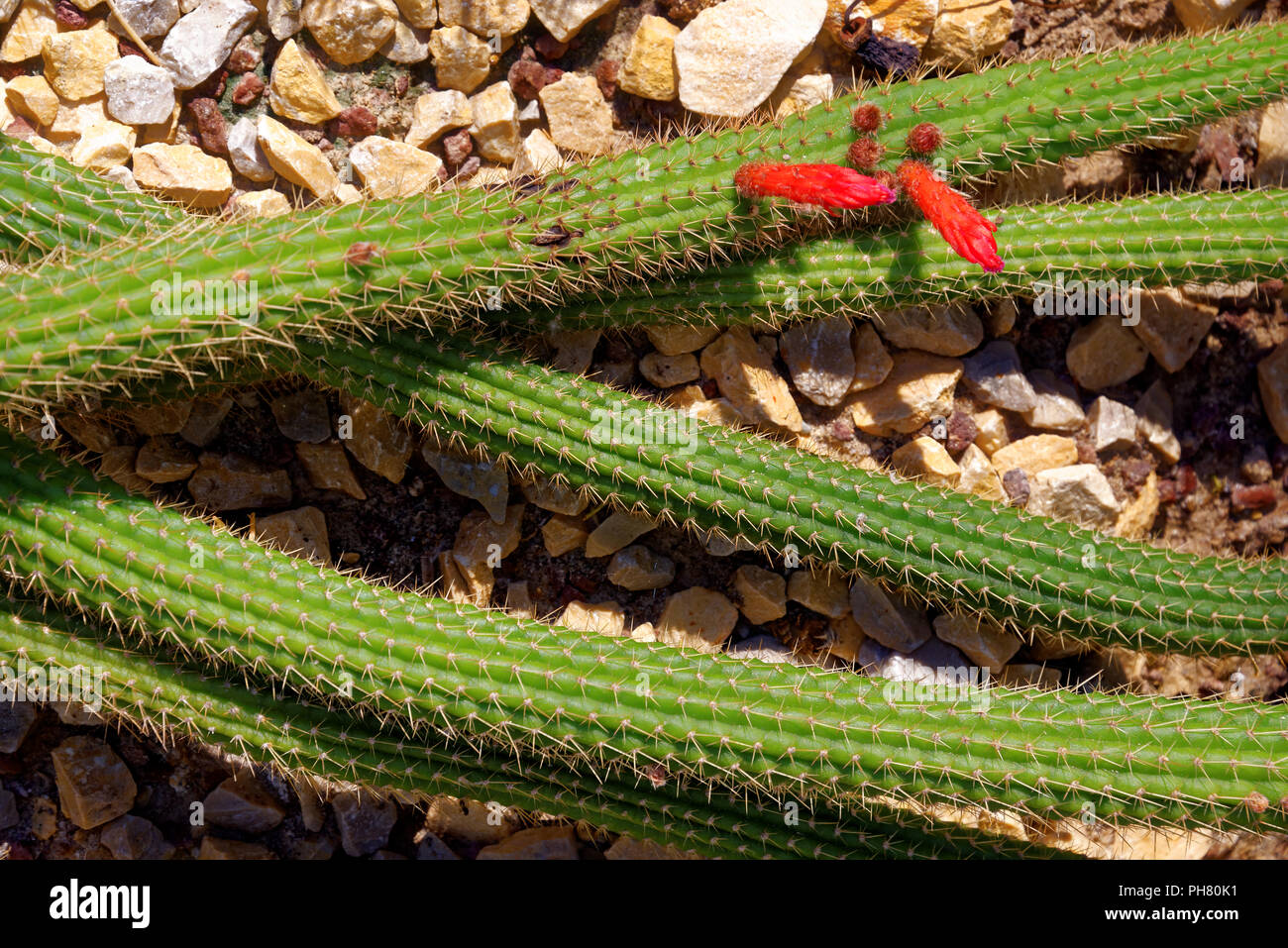 Echinopsis huascha (Red Torch Cactus) Stock Photo