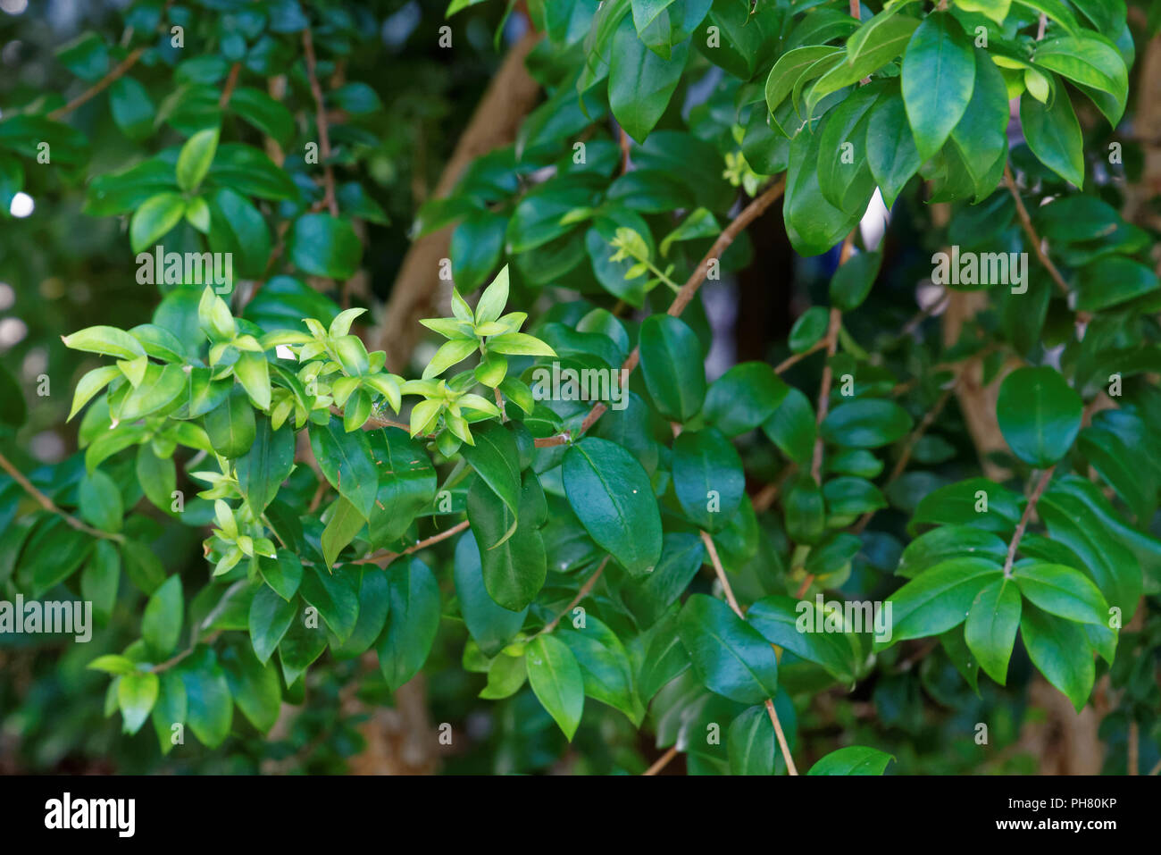 Myrtus communis, the common myrtle, is a species of flowering plant in the myrtle family Myrtaceae. Stock Photo