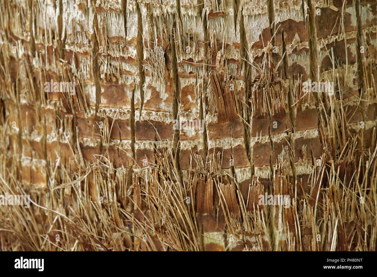 Stem of Washingtonia filifera, also known as desert fan palm, California fan palm or California palm Stock Photo